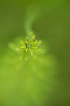 Soft and green 2 - nature photography by Qeimoy