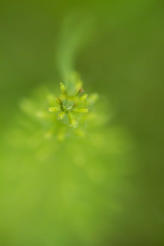 Zacht en groen 2 - natuurfotografie