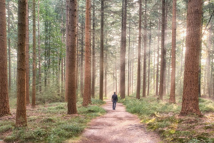 Bewundern Sie die Lichtshow von Cor de Hamer
