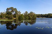 Reflecties bij de Oisterwijkse bossen en vennen