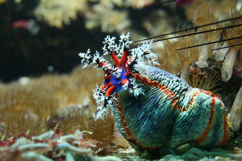 look here by de buurtfotograaf Leontien