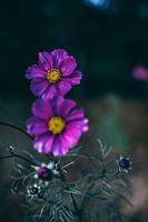 Blume in dunkler Atmosphäre