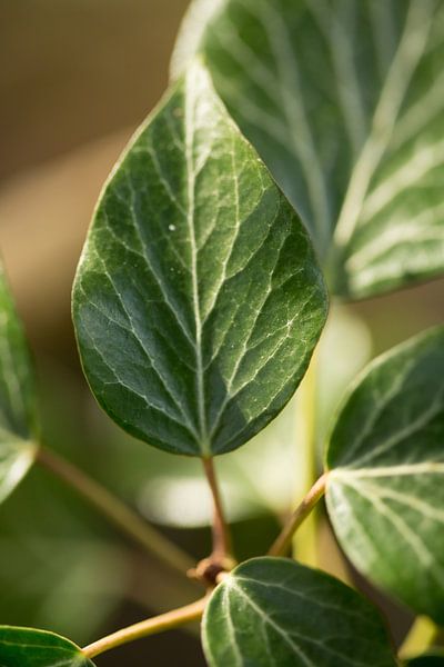 botanical photo art of a green plant by Karijn | Fine art Natuur en Reis Fotografie