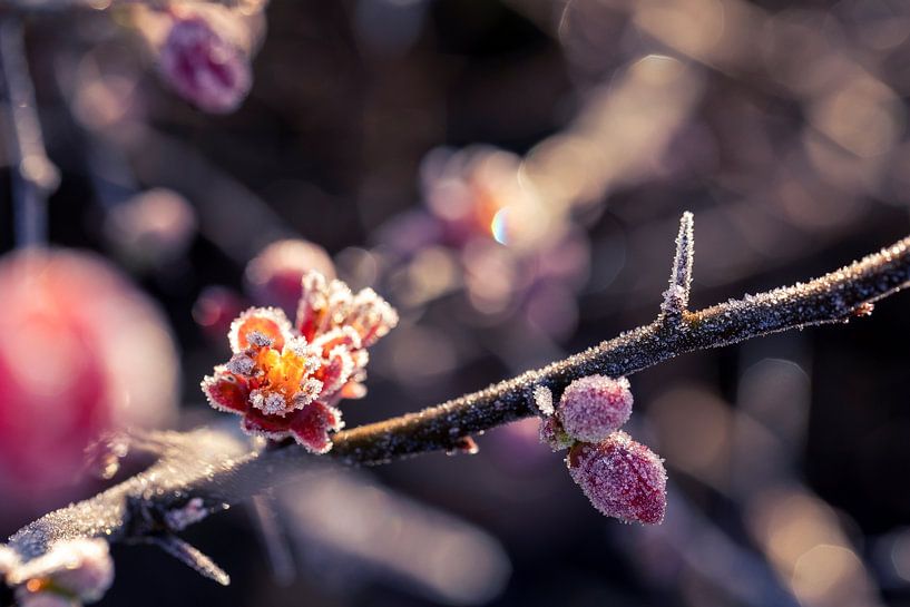 De pracht van de bevroren bloem van de Japanse sierkwee. van Joeri Mostmans