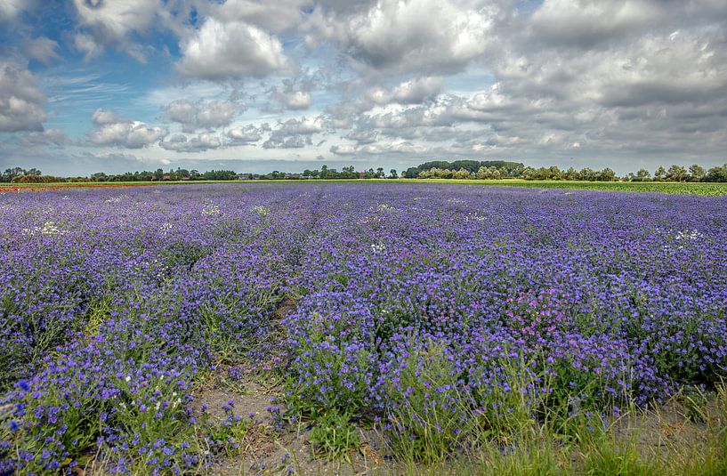 Un océan de fleurs sur Walcheren par Lisette van Peenen