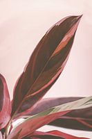 Calathea Triostar of Pauwenplant in roze