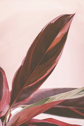 Calathea Triostar ou plante Paon en rose