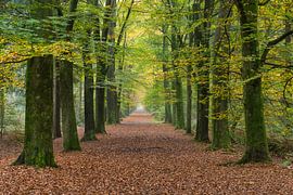 autumn19 by Geertjan Plooijer