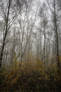 Morgennebel