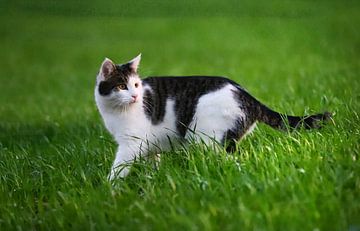 Huiskat in het gras