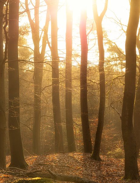 Sunrise Dwingelderveld Drenthe (The Netherlands) by Marcel Kerdijk