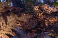 Varens in Bruine Herfstkleuren | Natuurfotografie van Nanda Bussers thumbnail