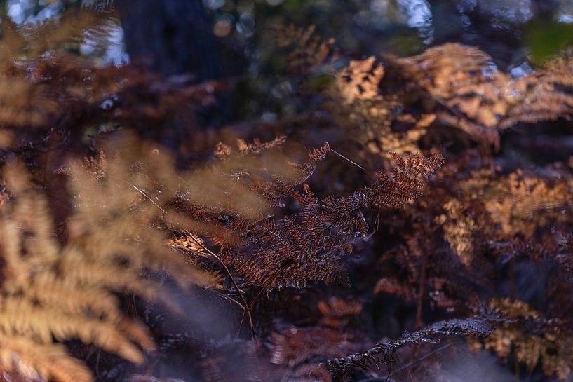 Ferns in Brown Autumn colours | Nature Photography by Nanda Bussers