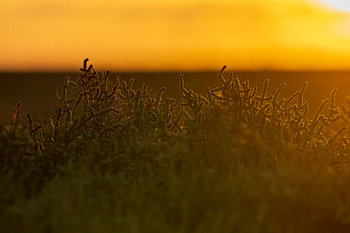 Morning dew on the grass