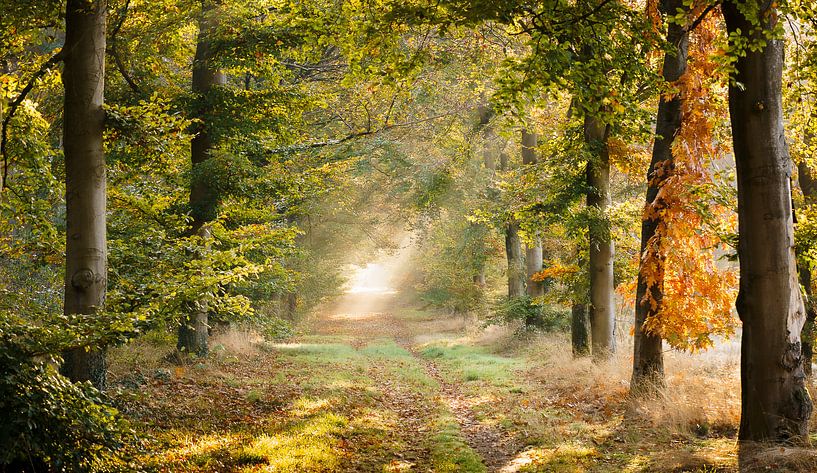 Autumn by Jan Linskens