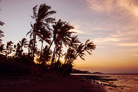 Palms against the setting sun
