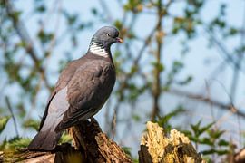 Pigeon ramier sur Merijn Loch