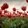 Tulpenpracht in de Noordoostpolder tijdens het Tulpenfestival van Niels Bronkema