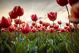 Tulpenausstellung im Nordostpolder während des Tulpenfestes von Niels Bronkema