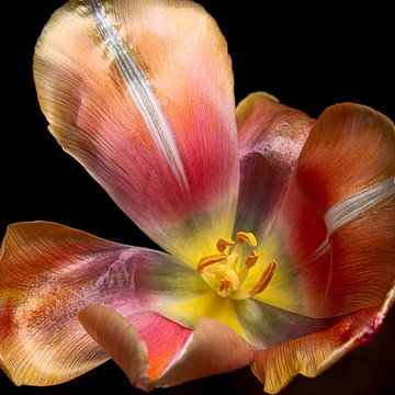 Französische Tulpe innen von SO fotografie