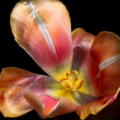 Franse tulp van binnen