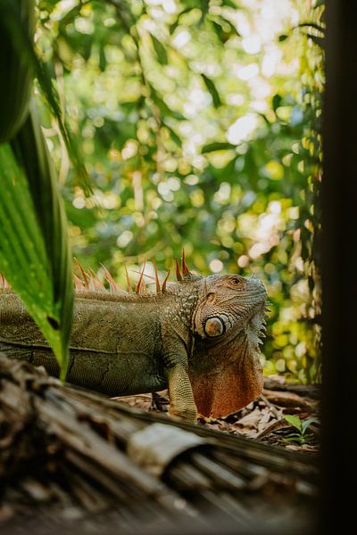 Travel photography &quot;Iguana&quot; | Cahuita | Costa Rica | Central America | Lizard | Jungle | Green | Photography | Photo print by Estelle Bijker Fotografie