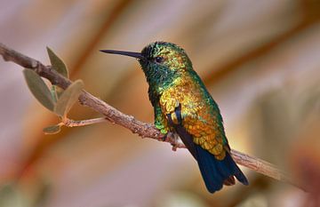 kolibrie goud glans van Nienke Bot