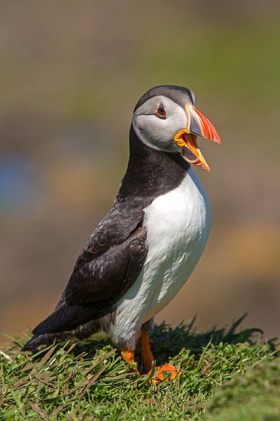 Puffin van Andreas Müller