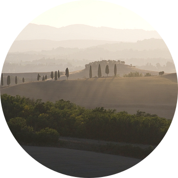 Cypressen bij ondergaande zon.