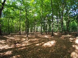 Rising sun in the forest 10