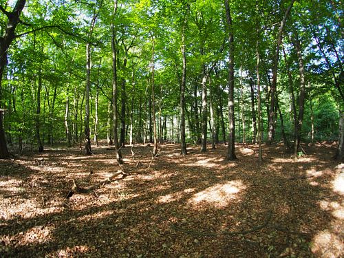 Soleil levant dans la forêt 10