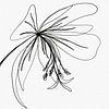 Wilgenroosje, one-line drawing van AnkieArt