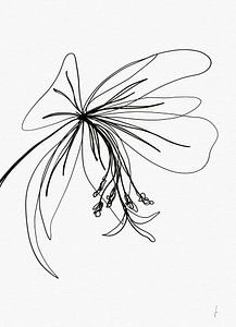Rose de saule, dessin d'une ligne