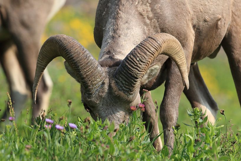 Bighorn Sheep Glacier National Park Montana USA by Frank Fichtmüller