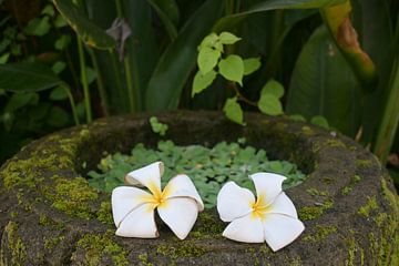 Frangipani bloemen op mossteen in Bali van Minimalistiche reisfotografie by.Rieneke