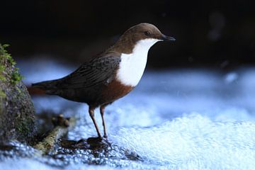 Dipper Duitsland van Frank Fichtmüller