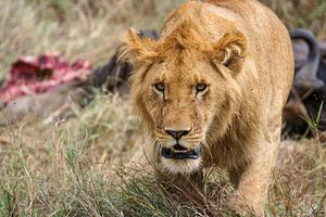 Löwen in der Masai Mara