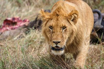 Lions dans le Masai Mara sur Roland Brack