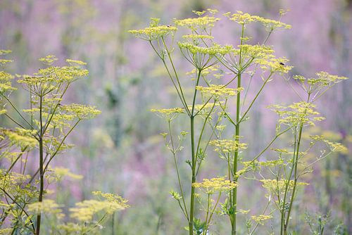 Grasses