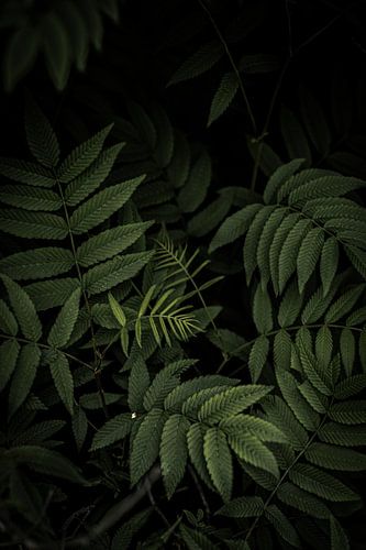 Natuur in de bossen van Noorwegen