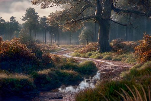 Forêt de feuillus dans la lumière du matin