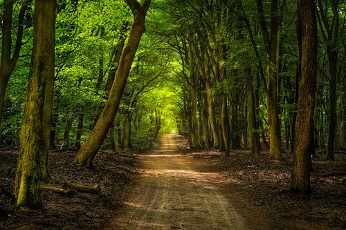 Wandelpad door het Speulderbos