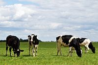 Grazende koeien in een oerhollands landschap