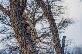 Leopard after successful hunt Namibia, Africa by Patrick Groß