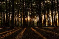 Speulderbos I