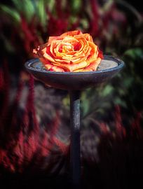Rose blossom in a holy water bowl at the cemetery by ManfredFotos