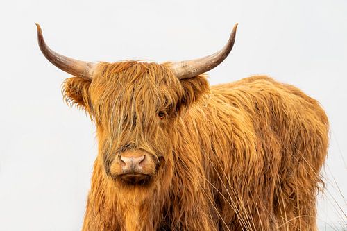 The highlander