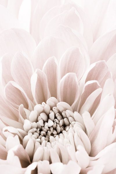 Chrysanthemum No 06 by Pictufy Studio III