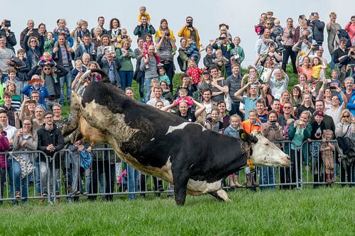 Dansende koe van Danny de Jong