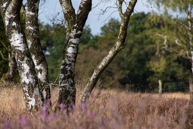 Berkenbomen van Ingrid Aanen